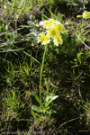 <i>Primula prattii </i>