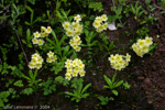 <i>Primula prattii </i>