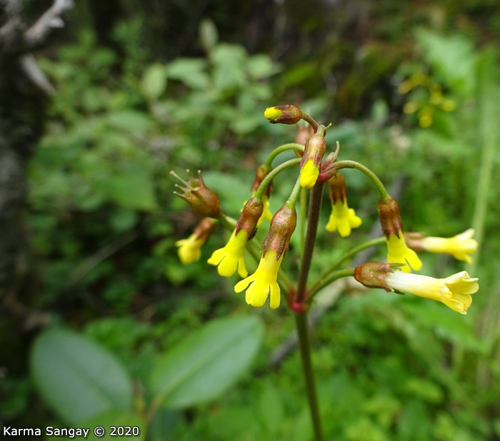 <i>Primula prenantha </i>