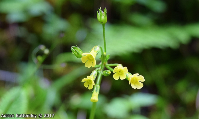 <i>Primula prenantha </i>