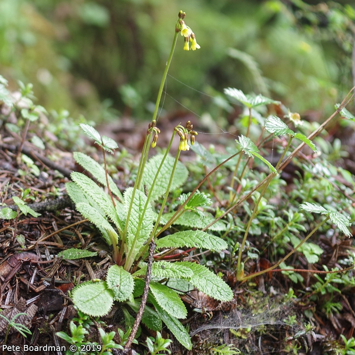 <i>Primula prenantha </i>