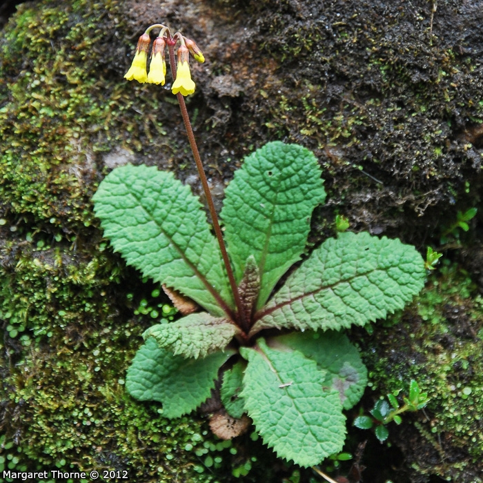 <i>Primula prenantha </i>