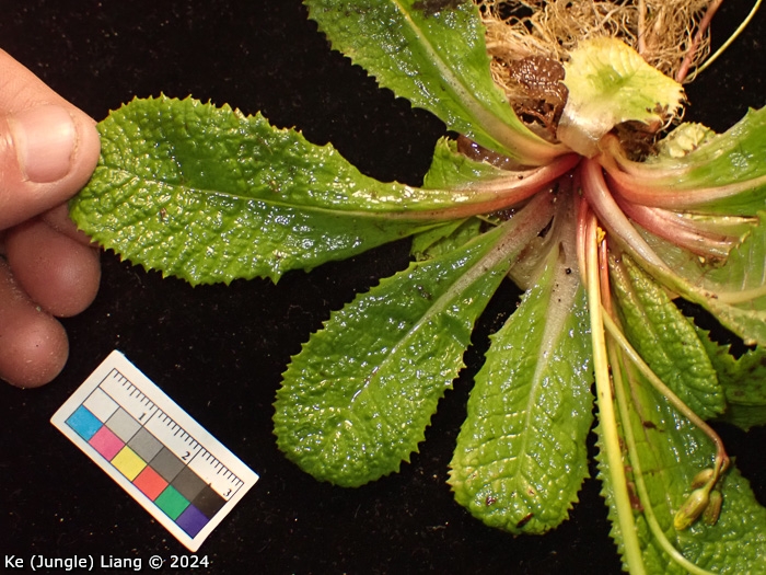 <i>Primula prenantha </i>