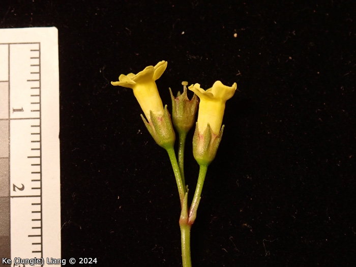 <i>Primula prenantha </i>