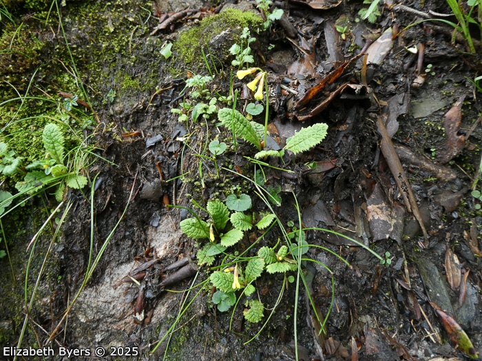 <i>Primula prenantha </i>