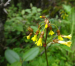 <i>Primula prenantha </i>