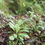 <i>Primula prenantha </i>
