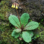 <i>Primula prenantha </i>