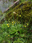<i>Primula prenantha </i>