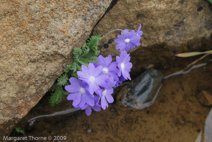 <i>Primula primulina </i>