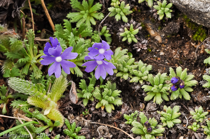 <i>Primula primulina </i>