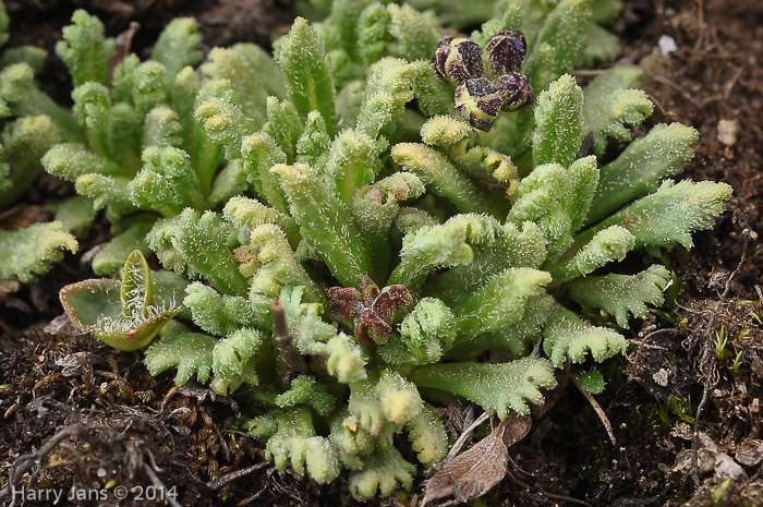 <i>Primula primulina </i>