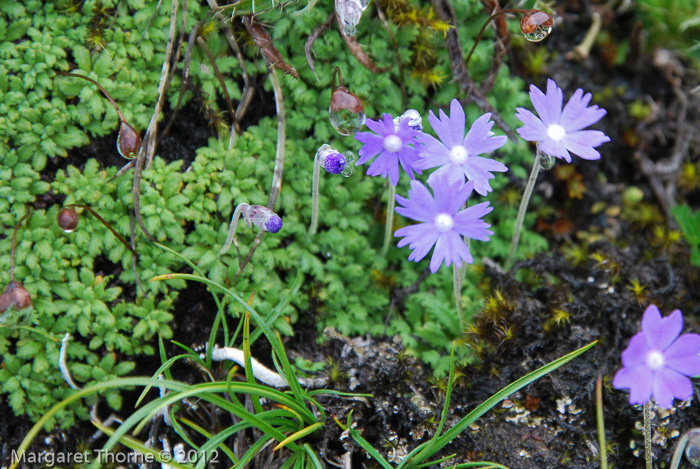 <i>Primula primulina </i>