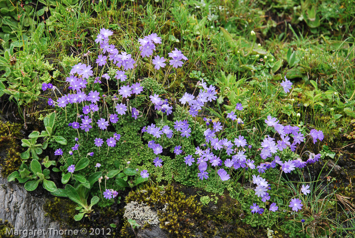 <i>Primula primulina </i>