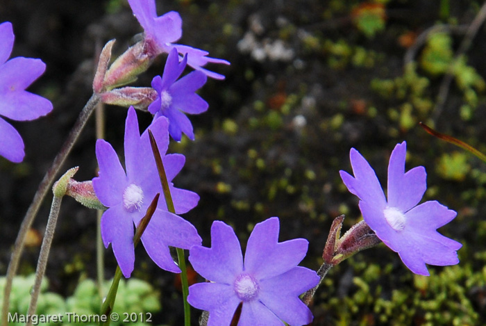 <i>Primula primulina </i>