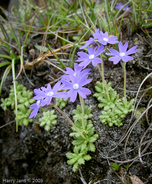 <i>Primula primulina </i>