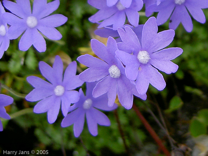 <i>Primula primulina </i>