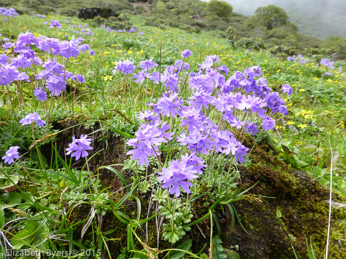 <i>Primula primulina </i>