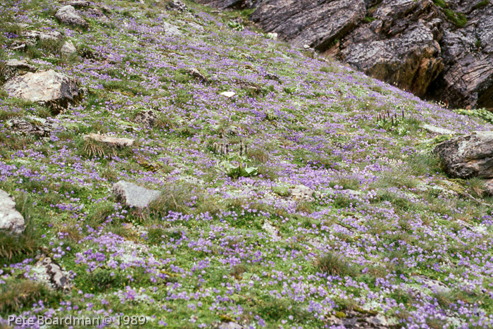 <i>Primula primulina </i>