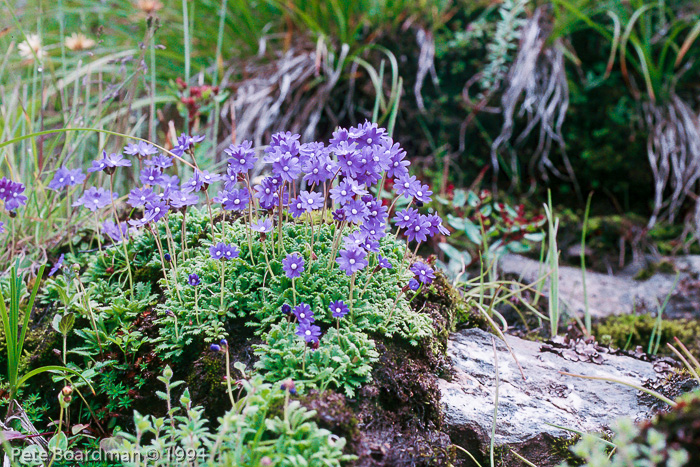 <i>Primula primulina </i>