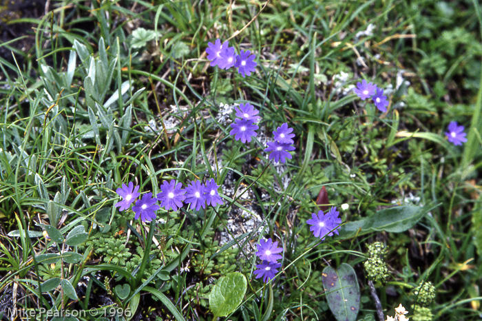 <i>Primula primulina </i>