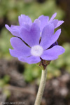 <i>Primula primulina </i>