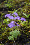 <i>Primula primulina </i>