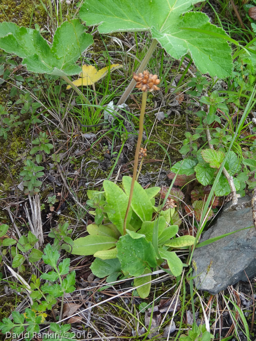 <i>Primula pseudodenticulata </i>