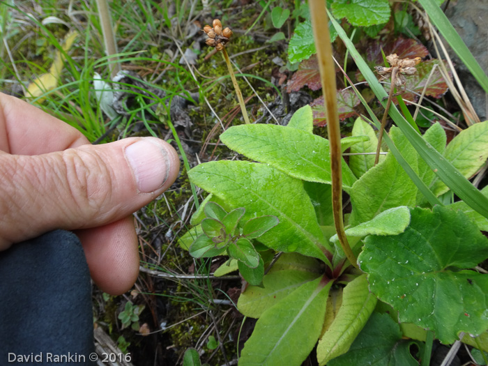 <i>Primula pseudodenticulata </i>