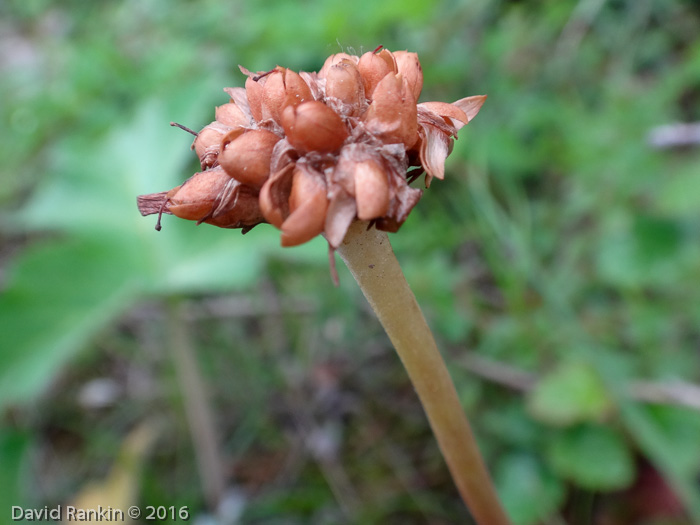 <i>Primula pseudodenticulata </i>