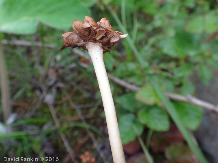 <i>Primula pseudodenticulata </i>