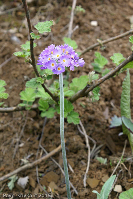 <i>Primula pseudodenticulata </i>