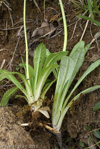 <i>Primula pseudodenticulata </i>