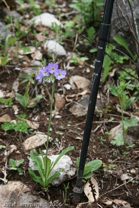 <i>Primula pulchella </i>