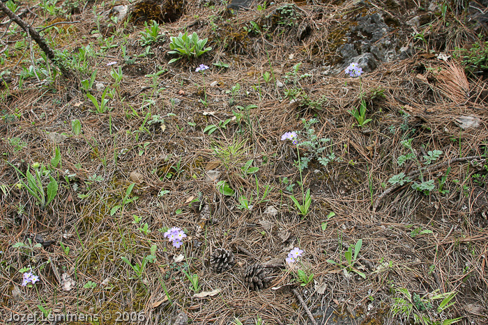 <i>Primula pulchella </i>