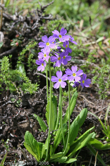 <i>Primula pulchella </i>