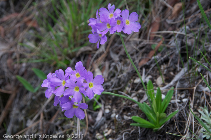 <i>Primula pulchella </i>