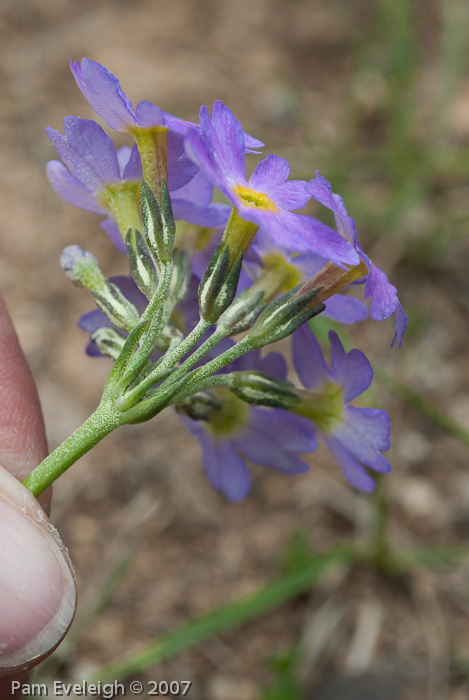 <i>Primula pulchella </i>