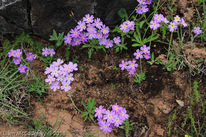 <i>Primula pulchella </i>