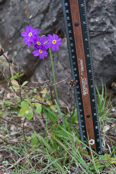 <i>Primula pulchella </i>