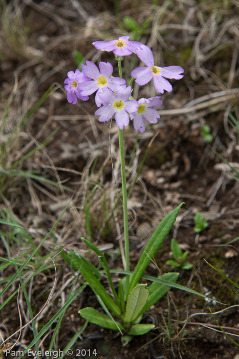 <i>Primula pulchella </i>