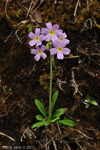 <i>Primula pulchella </i>