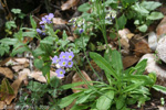 <i>Primula pulchella </i>