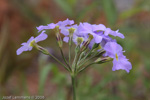 <i>Primula pulchella </i>