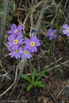 <i>Primula pulchella </i>