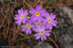 <i>Primula pulchella </i>