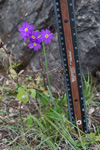 <i>Primula pulchella </i>