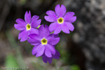 <i>Primula pulchella </i>