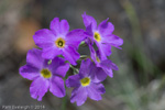 <i>Primula pulchella </i>