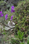 <i>Primula pulchella </i>